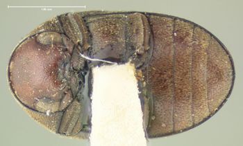 Media type: image;   Entomology 24703 Aspect: habitus ventral view